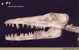 Skull Of A Member Of The Family Pakicetus