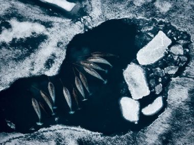 A Pod Of Narwhals, Roaming Freely Rather Than In A Zoo/Protection Center