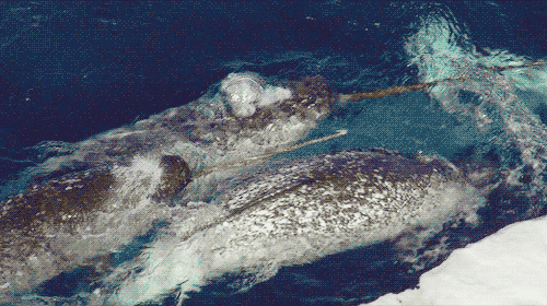 Narwhals Swimming In A Small Pod